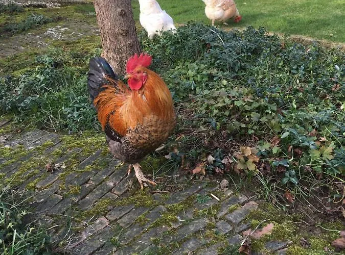 Or Nearby Roermond Outlet Chalet *