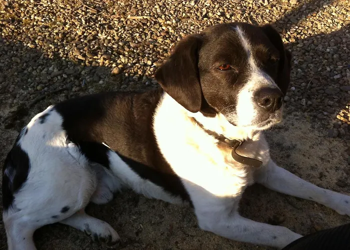 Chalet Or Nearby Roermond Outlet