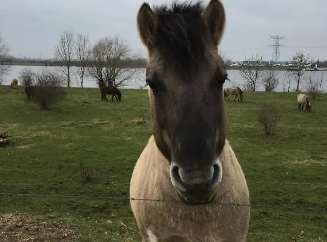 Or Nearby Roermond Outlet Chalet *