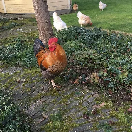 Or Nearby Roermond Outlet Alpstuga *