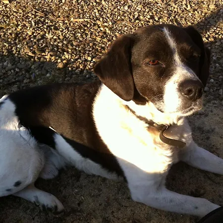 Alpstuga Or Nearby Roermond Outlet